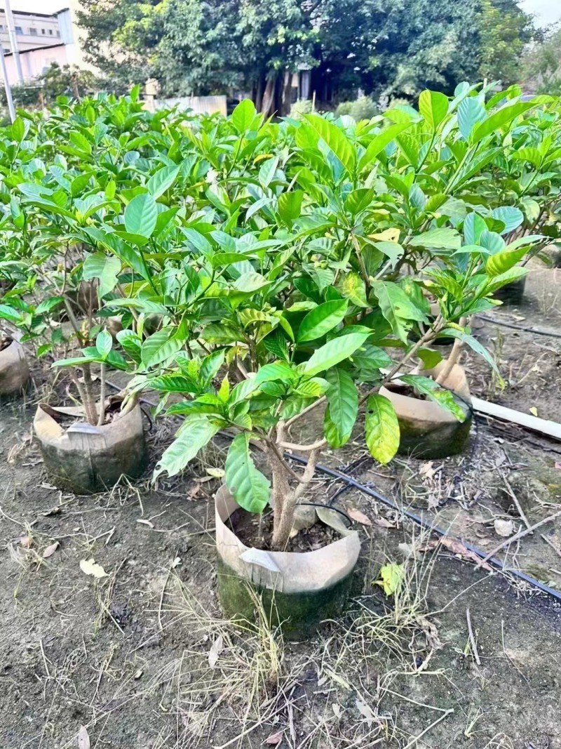 栀子花