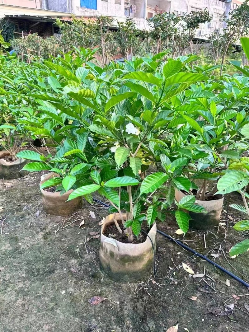 栀子花