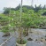 栀子花