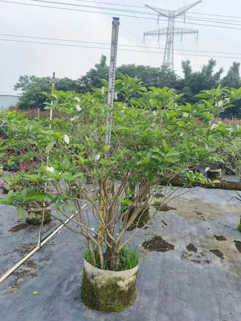栀子花