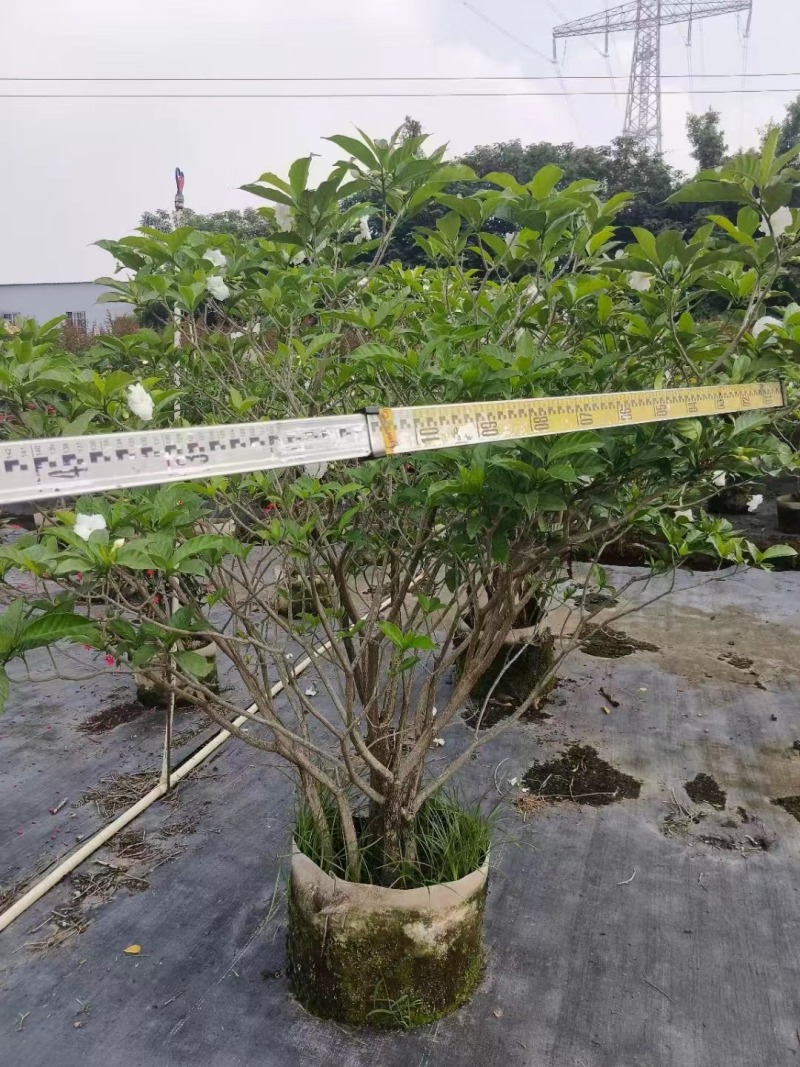 栀子花