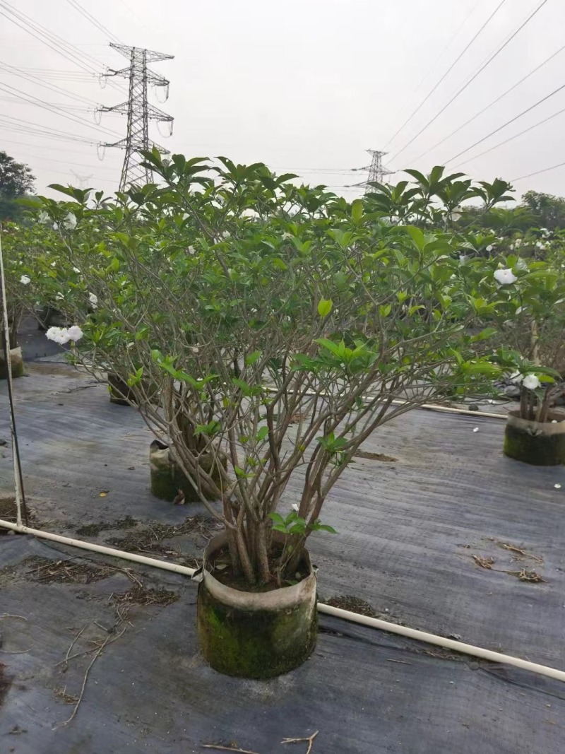 栀子花