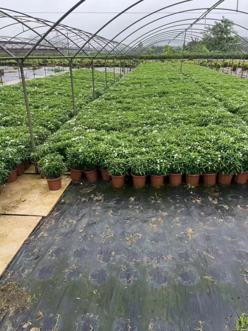 栀子花