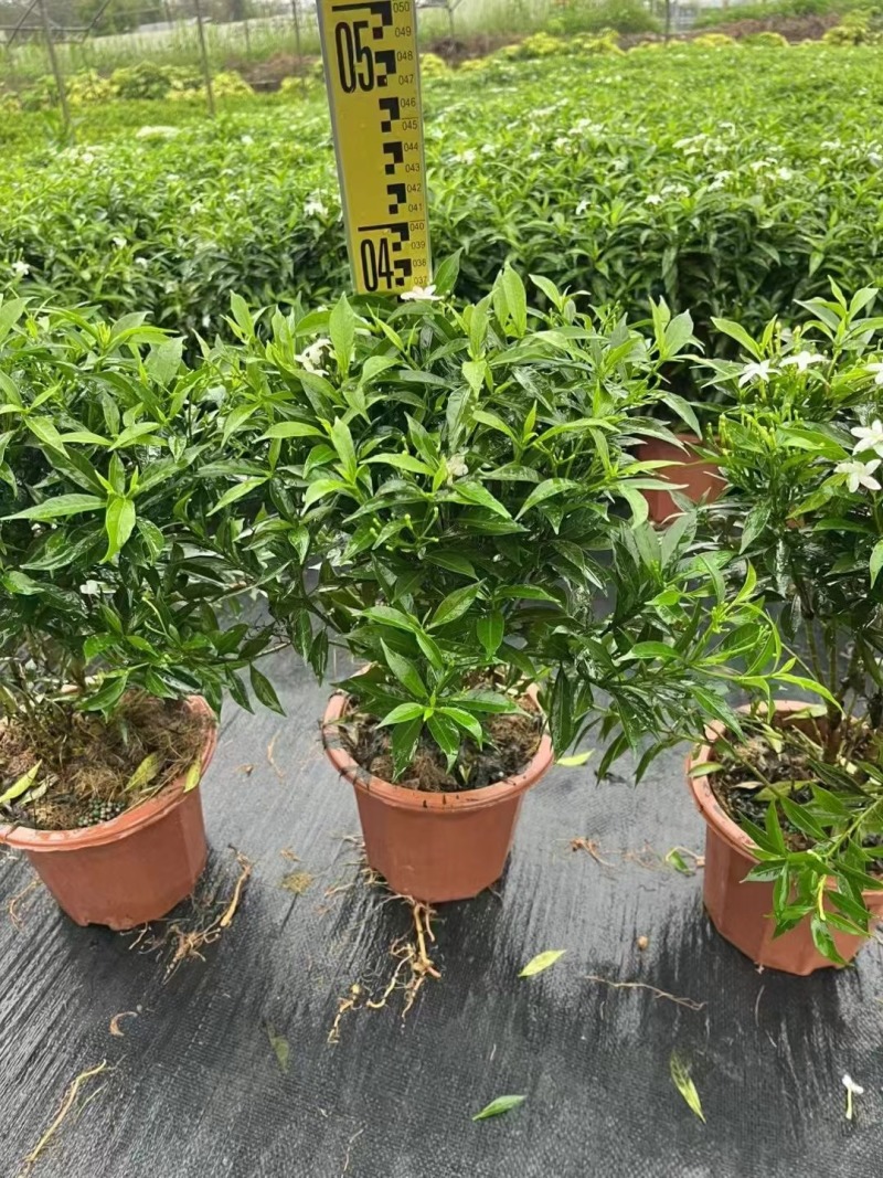 栀子花