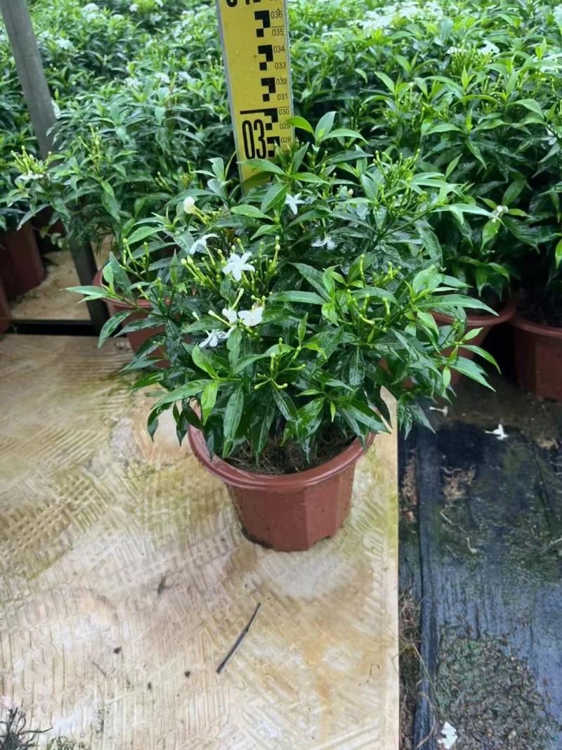 栀子花