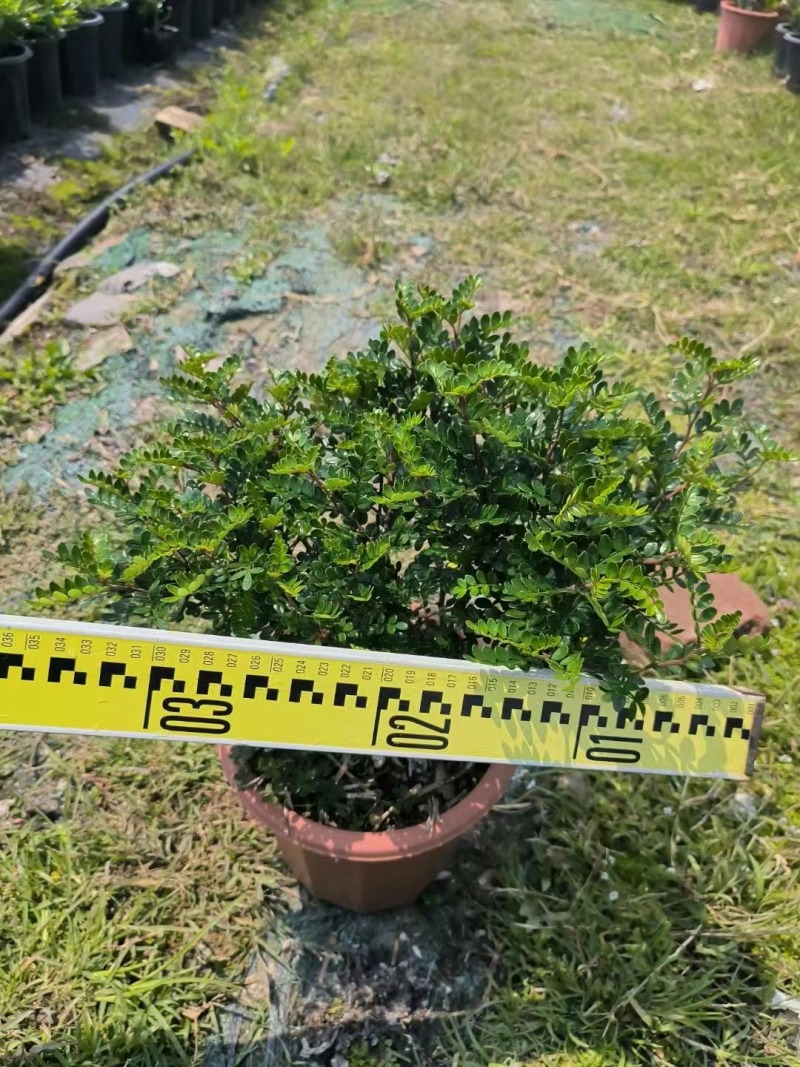 胡椒木