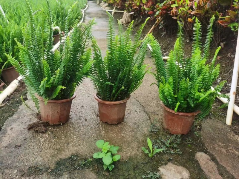 肾蕨