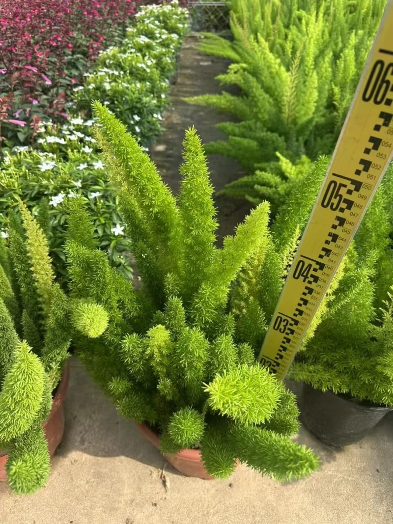 狐尾天门冬