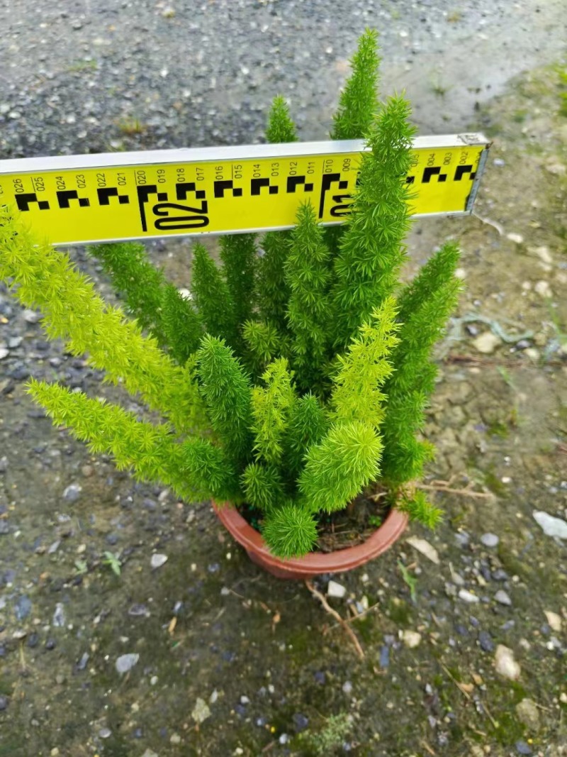 狐尾天门冬