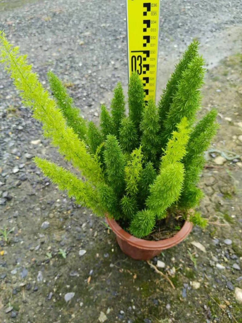 狐尾天门冬