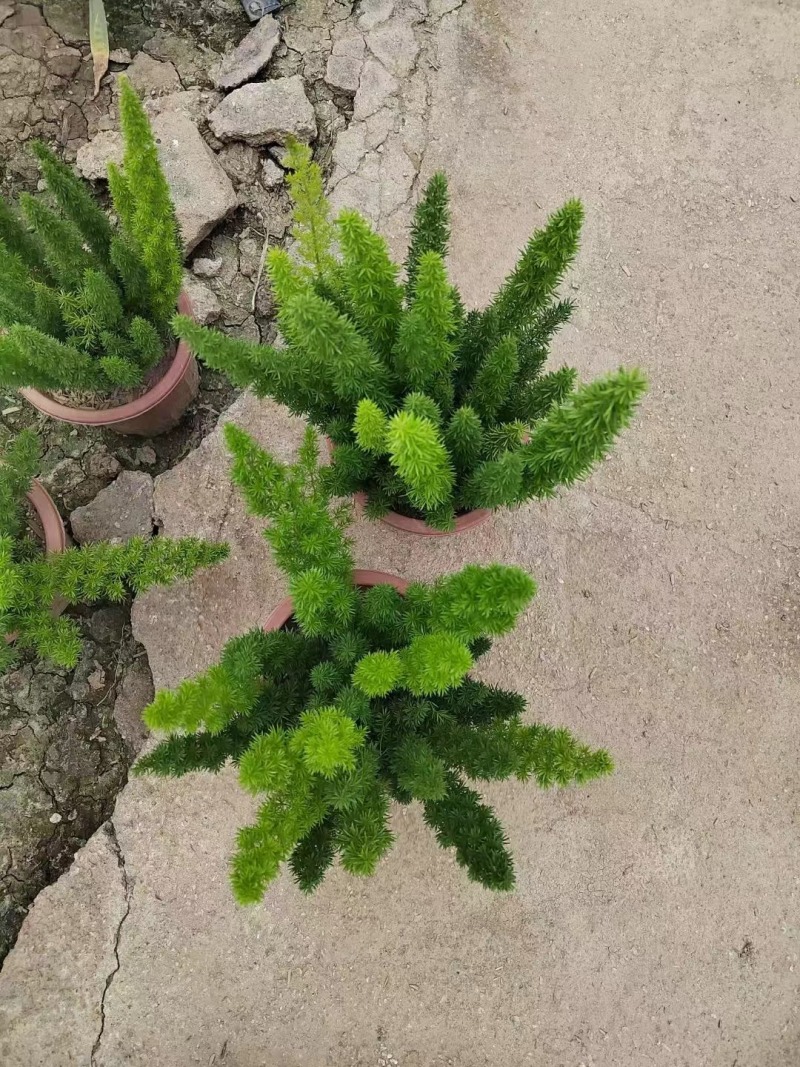 狐尾天门冬