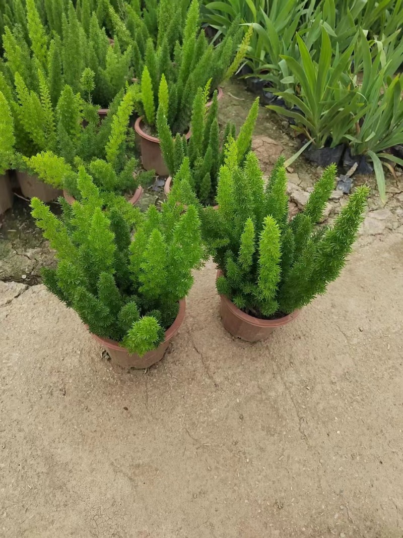 狐尾天门冬
