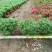 芙蓉菊