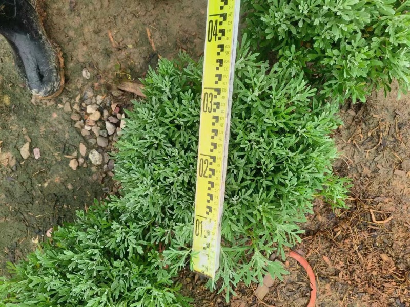 芙蓉菊