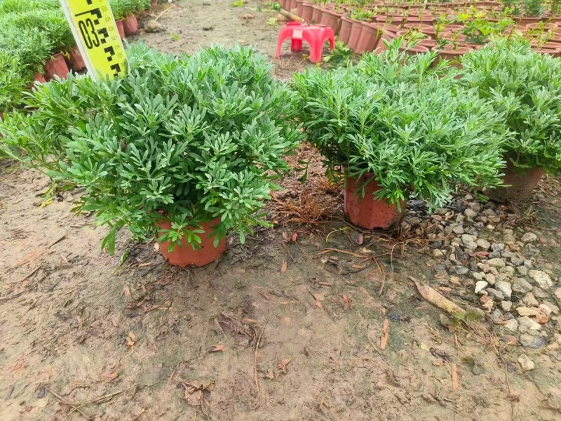 芙蓉菊