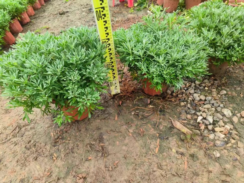 芙蓉菊