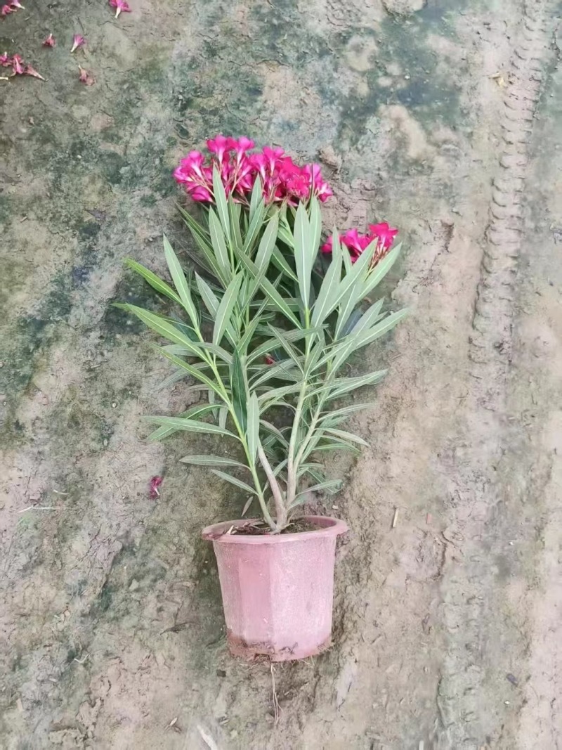 夹竹桃