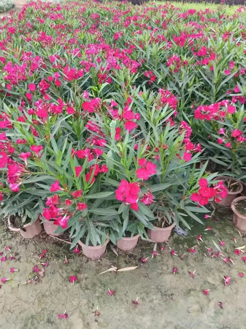 夹竹桃