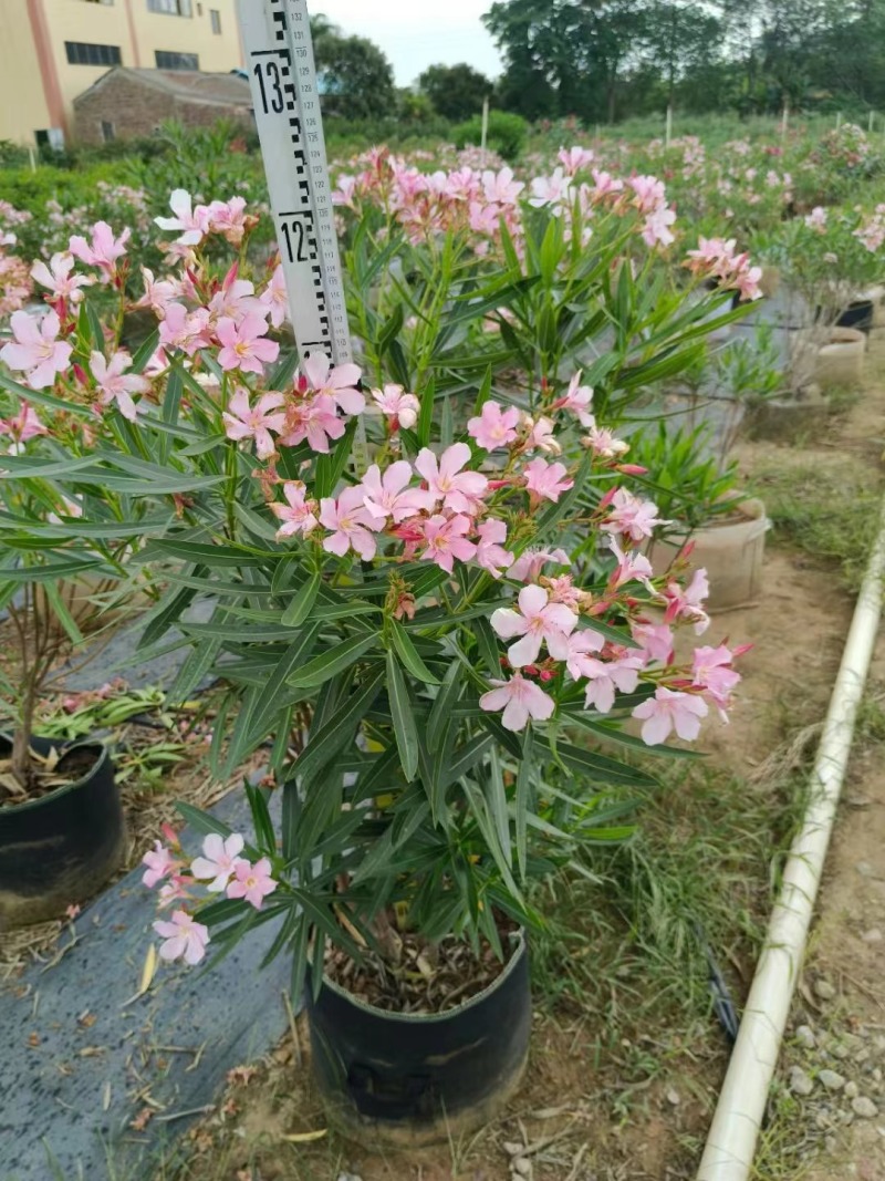 夹竹桃