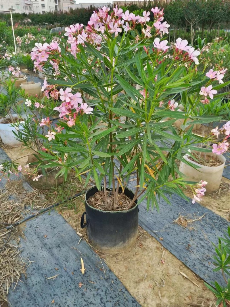 夹竹桃