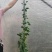炮仗花
