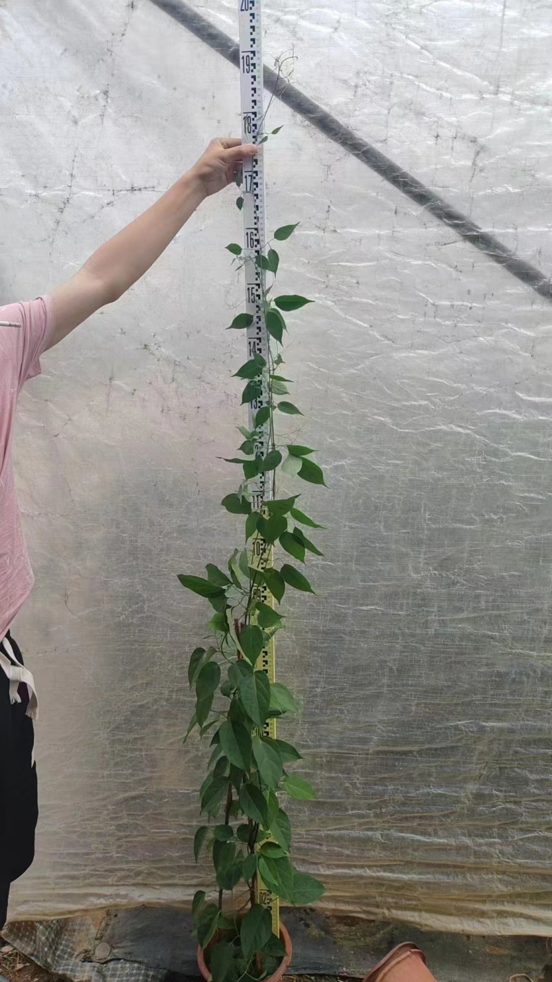 炮仗花