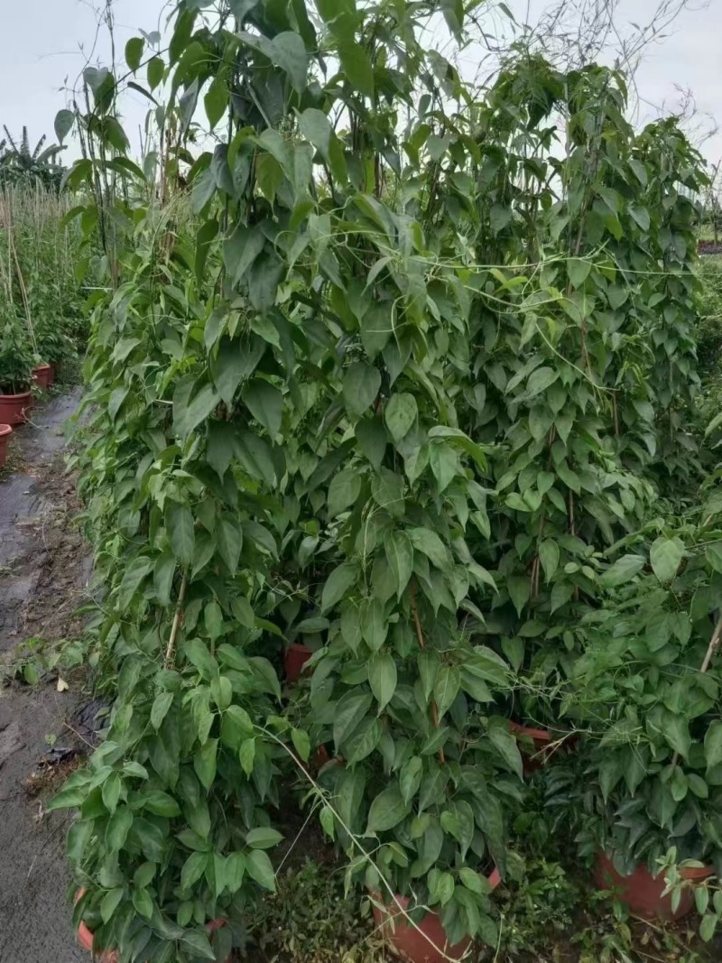 炮仗花
