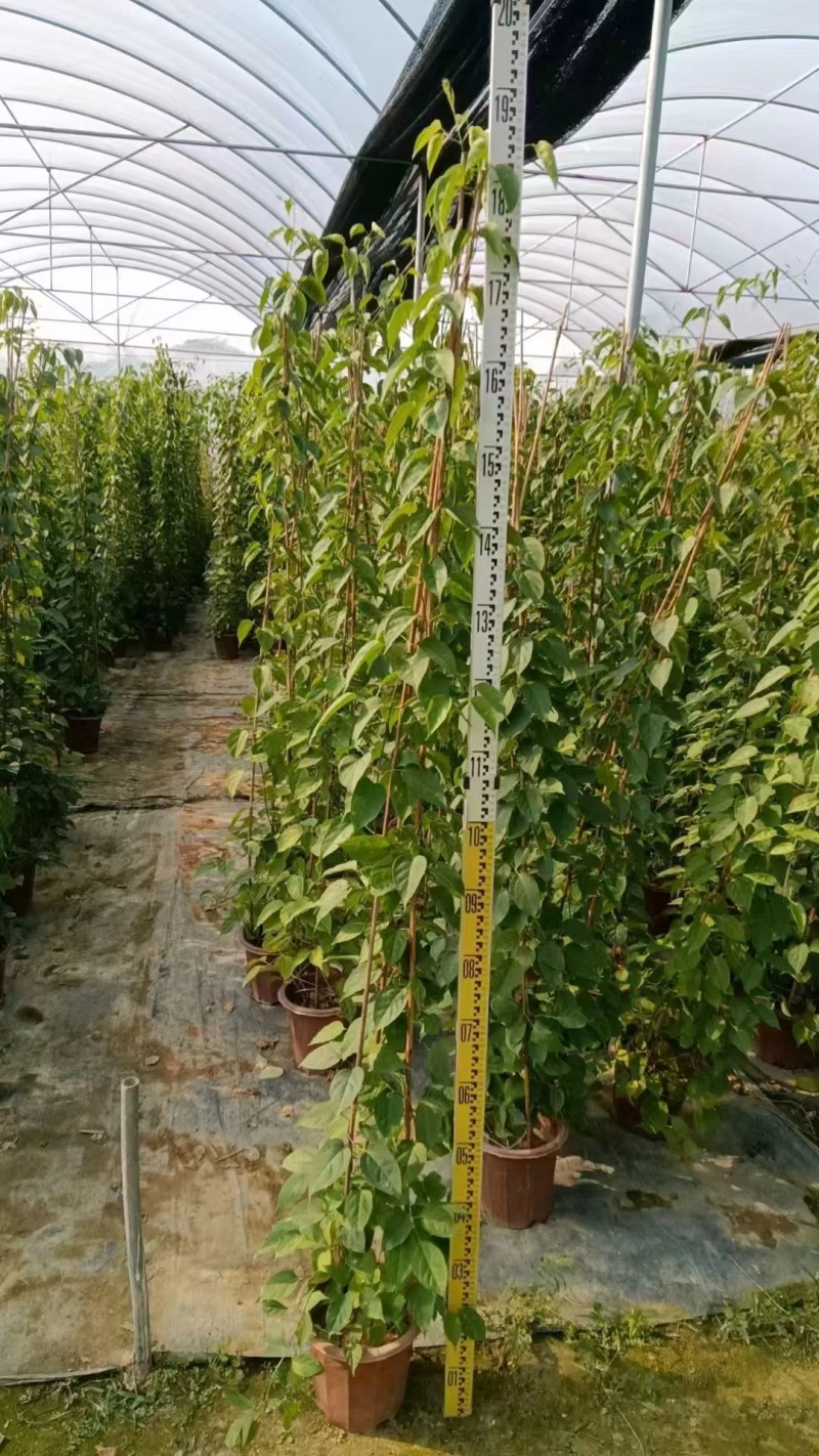 炮仗花