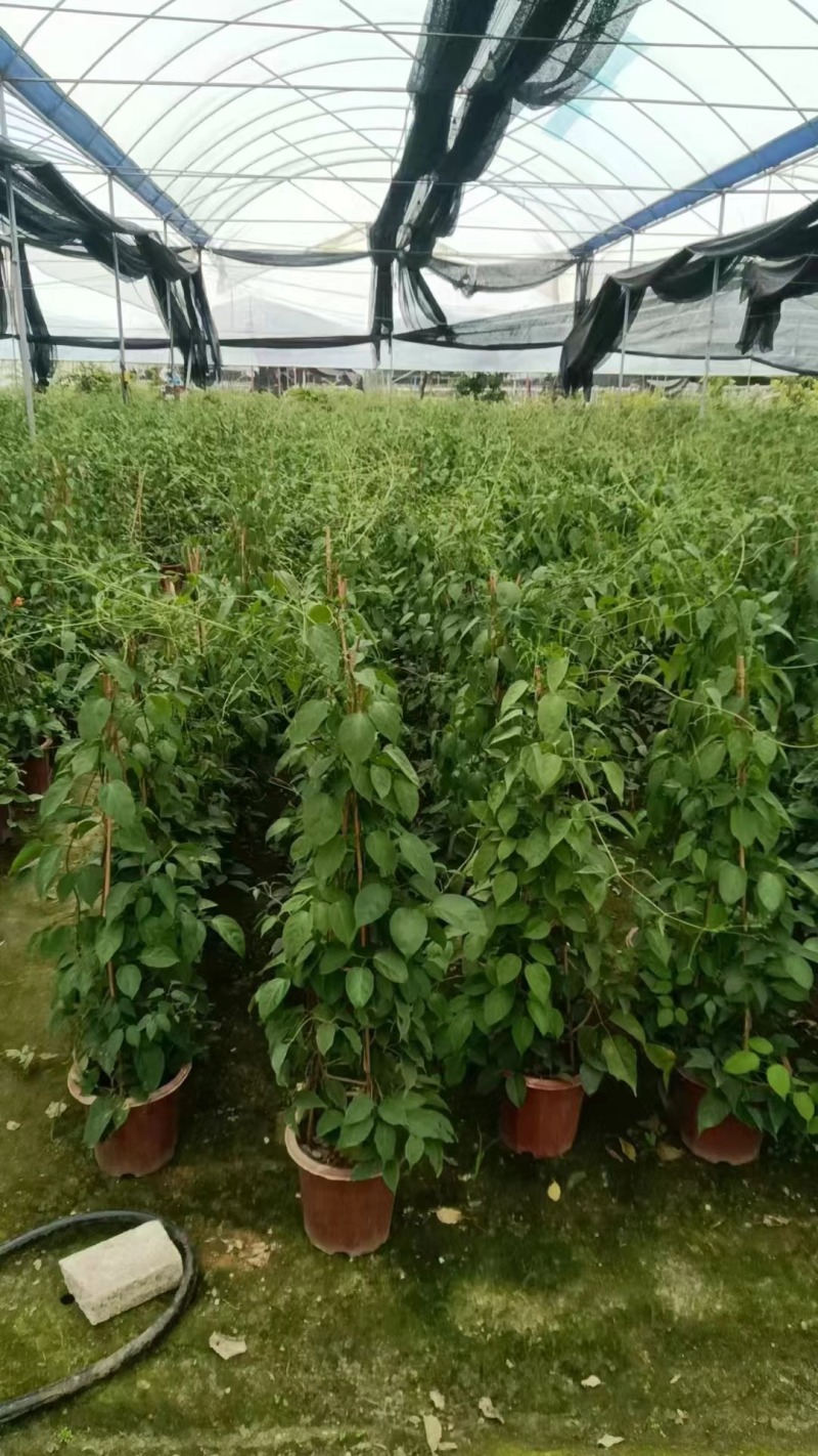 炮仗花