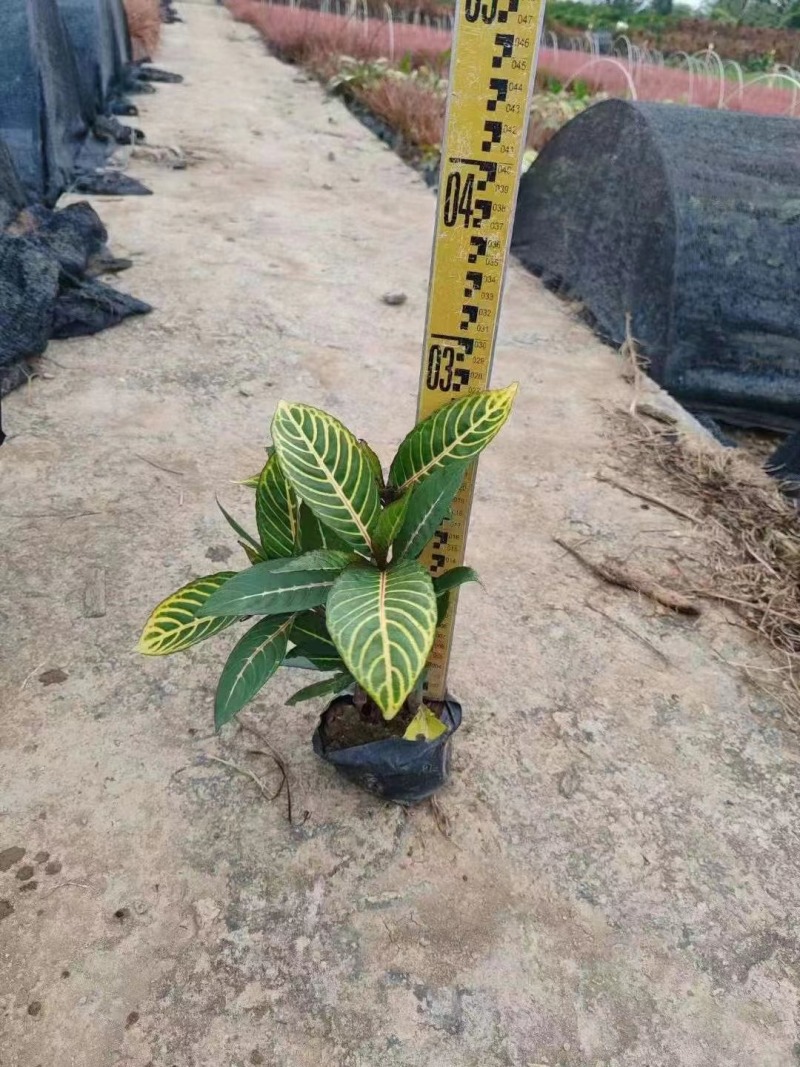 金脉爵床