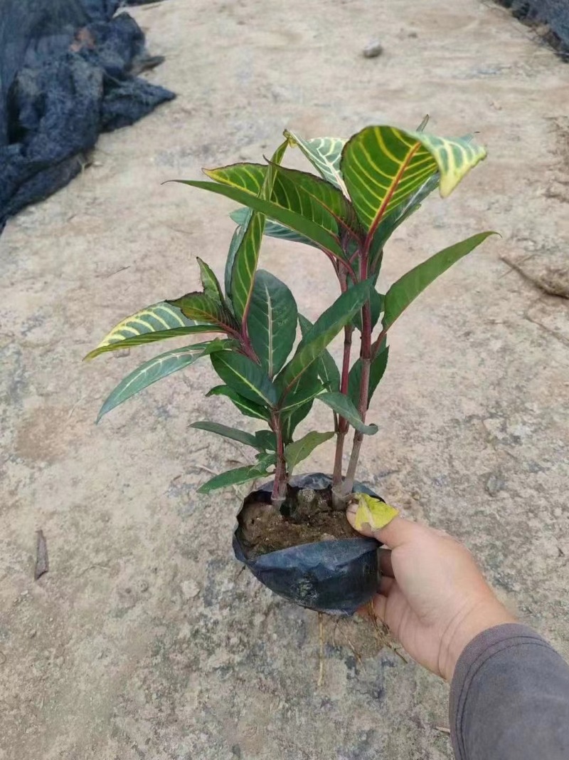 金脉爵床