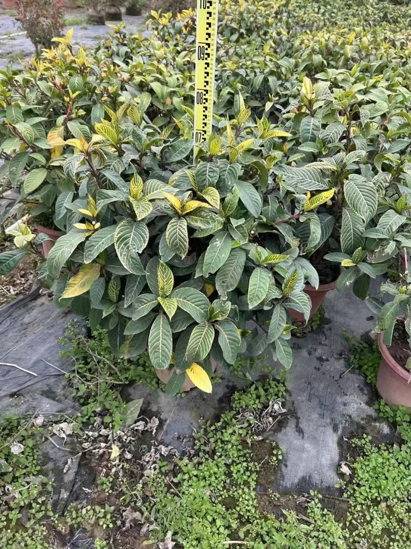 金脉爵床