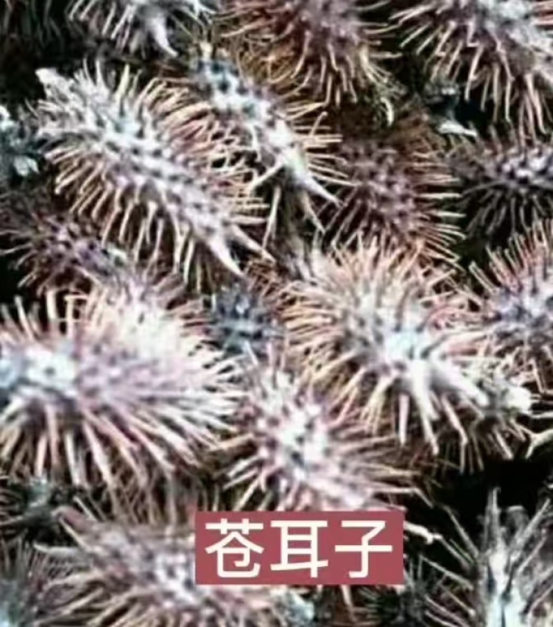 苍耳子干货毛货有需要的老板联系我。全国发货
