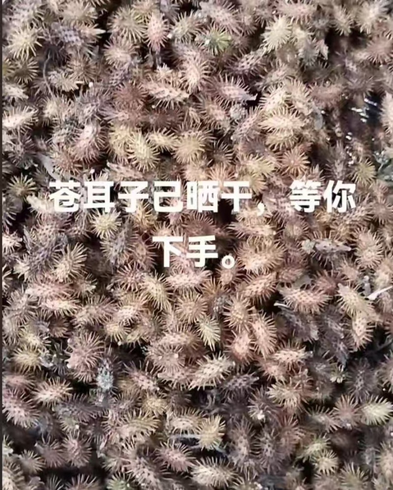 苍耳子干货毛货有需要的老板联系我。全国发货