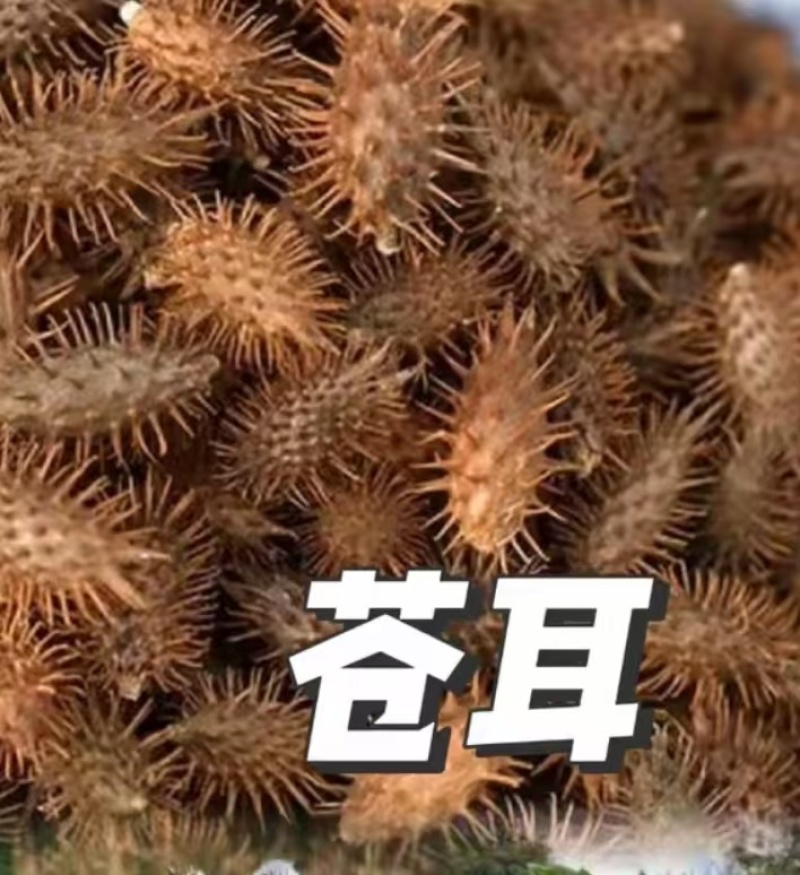 苍耳子干货毛货有需要的老板联系我。全国发货