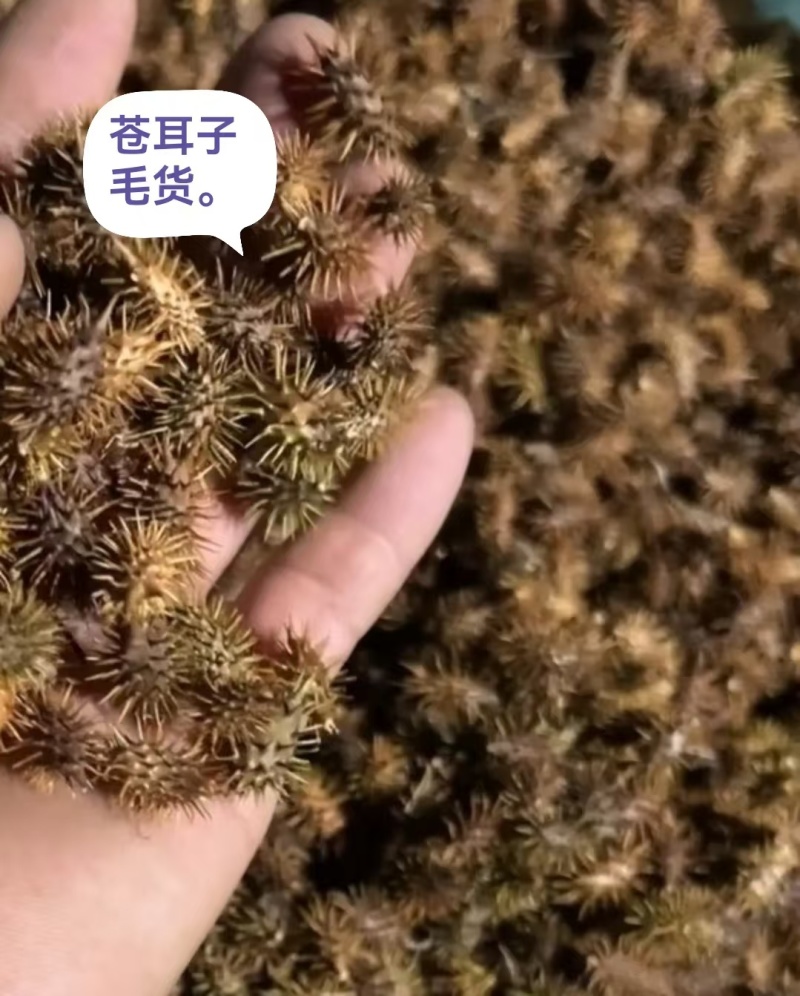 苍耳子干货毛货有需要的老板联系我。全国发货
