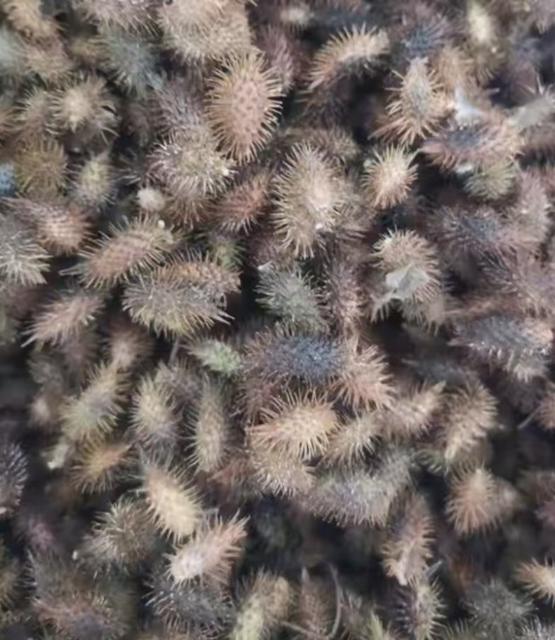 苍耳子干货毛货有需要的老板联系我。全国发货