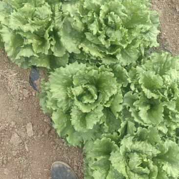 生菜球【天津快菜】支持视频看货，可发往全国市场