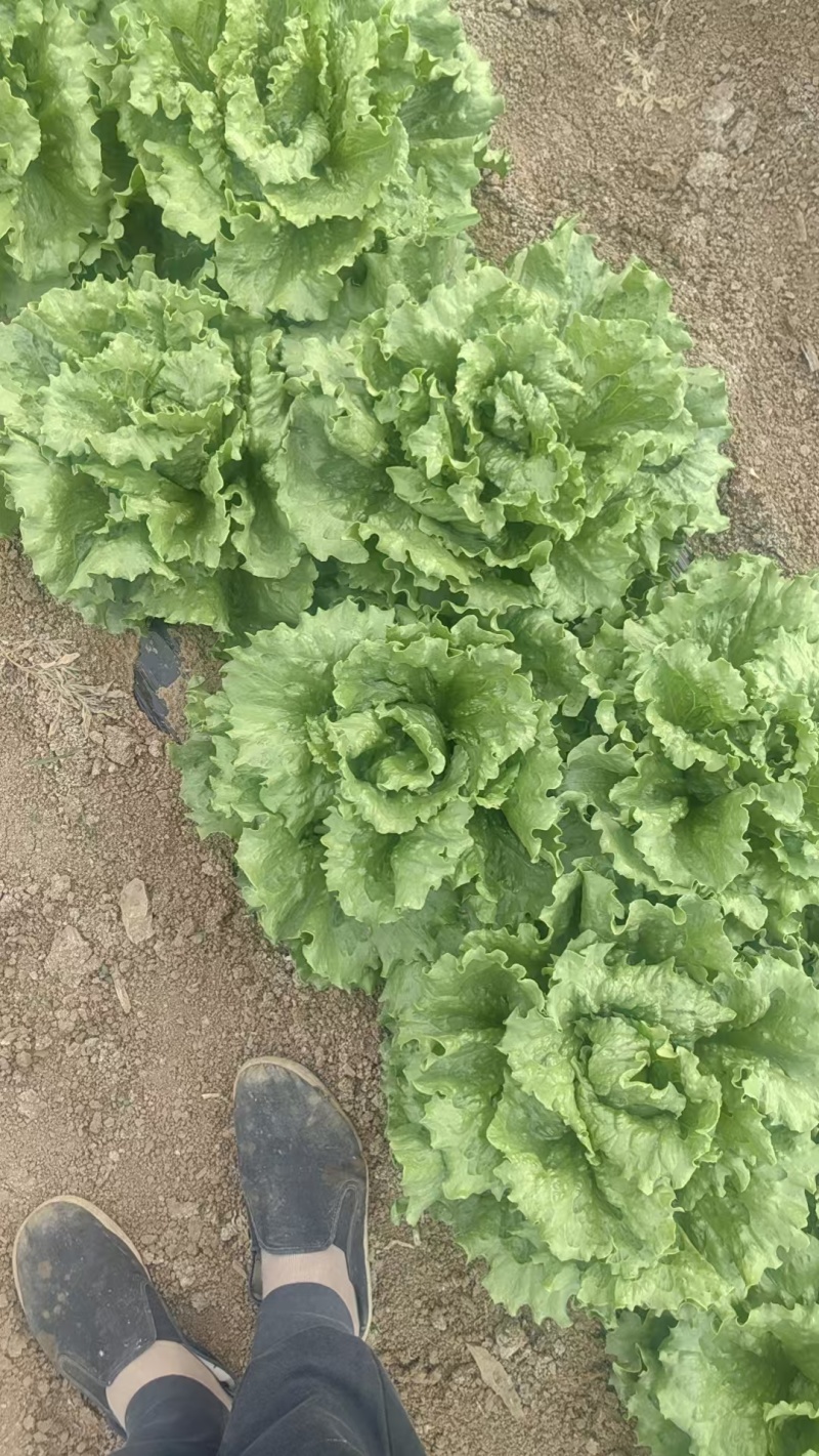生菜球【天津快菜】支持视频看货，可发往全国市场
