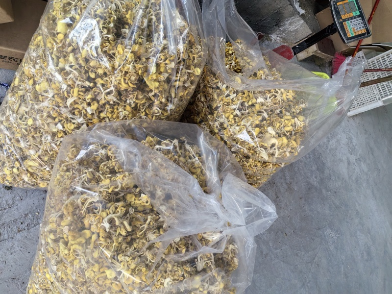 【榆黄菇干品】产地现货大量供应，品质保证，欢迎采购