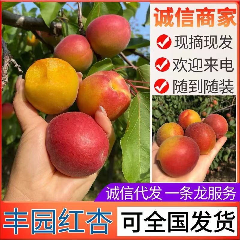 《丰园红杏》基地直供/现摘现发/货源充足/全国发货一条龙