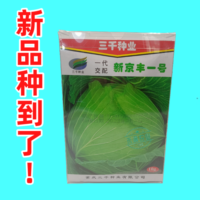 新品种新京丰一号甘蓝种子高产秋播蔬菜种孑包菜甘蓝种子
