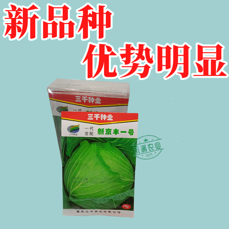 新品种新京丰一号甘蓝种子高产秋播蔬菜种孑包菜甘蓝种子