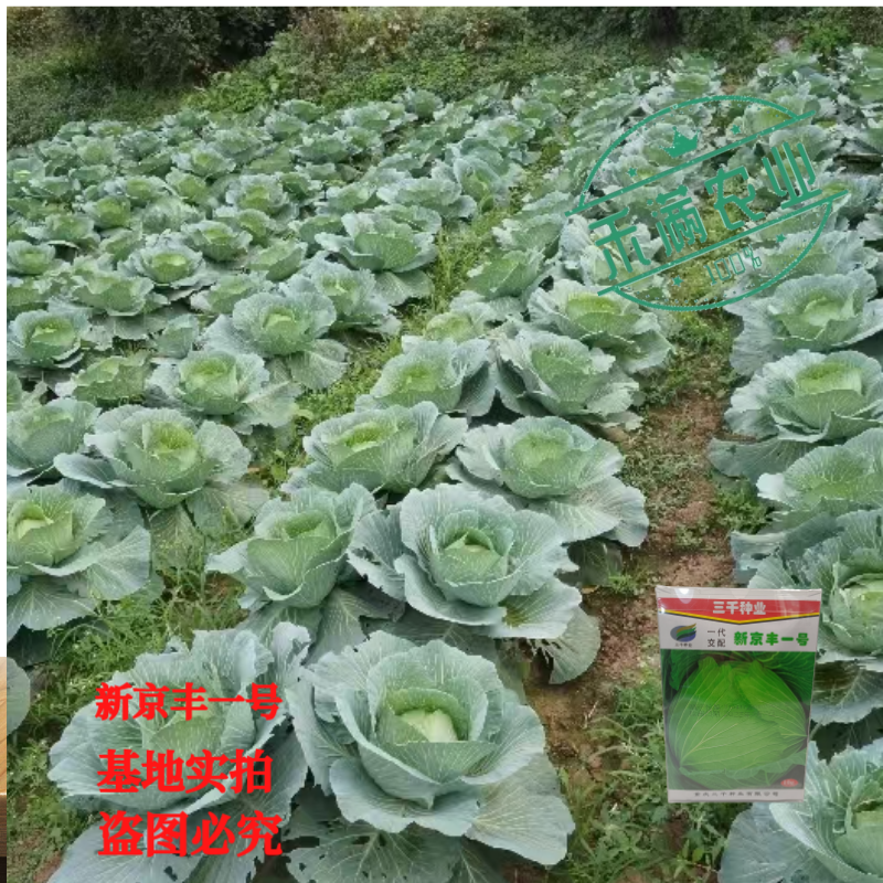 新品种新京丰一号甘蓝种子高产秋播蔬菜种孑包菜甘蓝种子