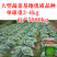 新品种新京丰一号甘蓝种子高产秋播蔬菜种孑包菜甘蓝种子
