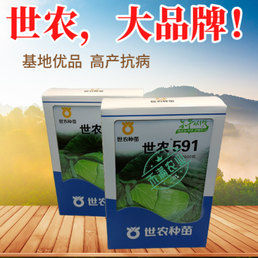591平顶甘蓝种子高产包菜卷心菜莲花白种籽春秋甘蓝种子