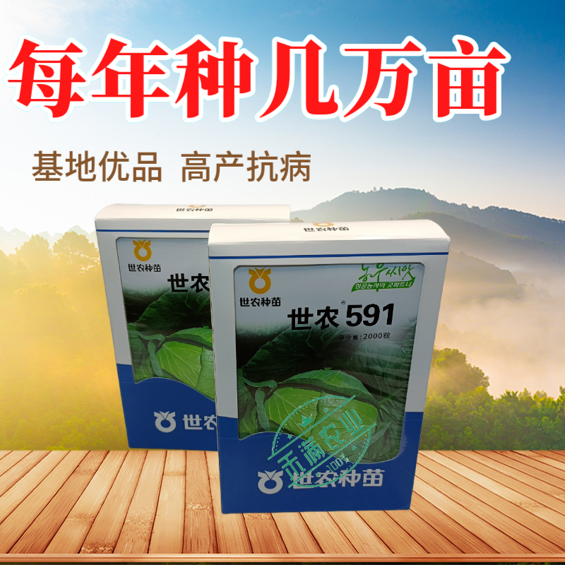 591平顶甘蓝种子高产包菜卷心菜莲花白种籽春秋甘蓝种子