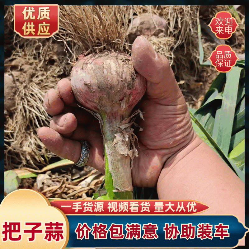 河北大蒜/紫皮蒜/把子蒜20一头-对接全国发货欢迎视频