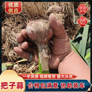 河北大蒜/紫皮蒜/把子蒜20一头-对接全国发货欢迎视频