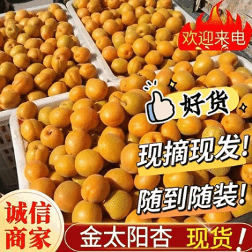 《金太阳杏》基地直供/现摘现发/电商皮蛋/全国发货一条龙